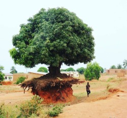sixpenceeeblog:  A picture of a tree in Tanzania. Posted by reddit user Tommy_tom_ 