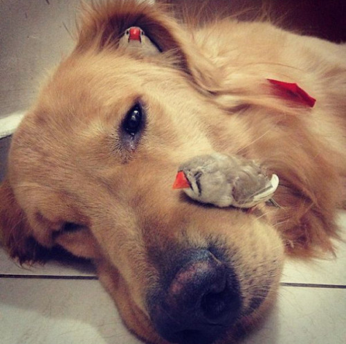 fairliemaye:  tastefullyoffensive:  Bob the golden retriever is best friends with eight birds and a hamster.(photos via @bob_goldenretriever/imgur)  Did you need a fun break from all the porn?