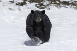 bears&ndash;bears&ndash;bears:  Coming on strong… by Daniel Parent