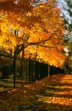 bluepueblo:  Autumn Fence, Richmond, Virginia photo via roxanne 