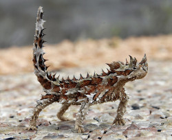 reptiglo:  Thorny Devil lizard - Moloch Horridus by pojic on Flickr. 
