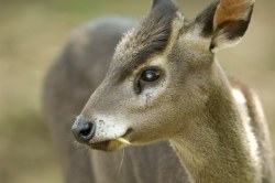 huelessisclueless:  sixpenceee:  TUFTED DEER Yes! This cute looking deer vampire exists! It’s scientific name is Elaphodus cephalopus and it’s found in high altitudes in Burma or China. They get their name from the “tuft” of hair they have