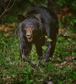Smoky Da Bear on Flickr.From my recent trip to the Smoky Mountains