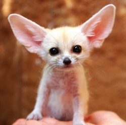 gokuma:  chebits:  tinyredbird:  phototoartguy:  The Fennec Fox is the Most Adorable Animal in the World In Cherl Kim on Flickr  GETO UT OF HERE YOU CUTEFACE  CUTIES.thank you for the tag, Meg &lt;3  Baby Drifts :)