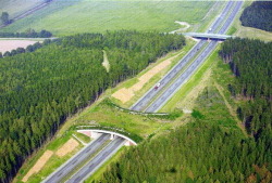 sixpenceee:  The following are examples of wildlife crossing or structures that allow animals to cross human-made barriers safely.  
