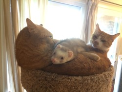ferrets love cats~ &lt; |D