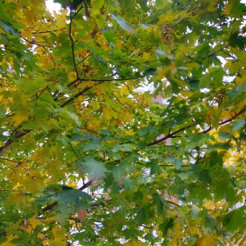 XXX #autumn #maple #leaves / #colors #colours photo