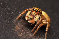 justamus:  seananmcguire:  retrogradeworks:  beansproutmomo:  findchaos:  Source: Jong Atmosfera K: “I found a photo of a jumping spider carrying her baby.” Me: “Hang on, lemme se-.. haaaarrghglgbrg! (brain explodes)” There’s just no reason