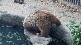 glitterqueen80:damonthomaslee: empatheticvegan:  That awkward moment when I bear shows more humanity than some humans.  The bear literally has no reason to do this other than kindness.  My heart!