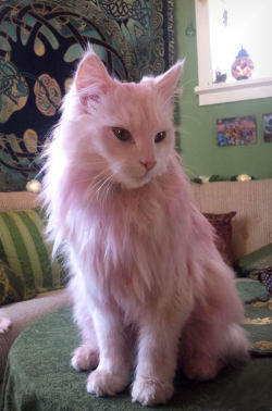 1kidsentertainment:  sempiternal-memory:  voiceofnature:  So I dyed my cats pink with leftover beet water. No regrets! &lt;3 :D I had to wash them because of some oil spill they had gotten into, and chose to use the beet water, which is perfectly safe.