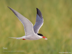 Morethanphotography:  Tern With Breakfast By Axelhildebrandt