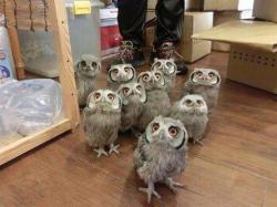 eatingisfab:  aladycalledkatie:  counterterroristswin:   BUT THEIR EYES SO CONFUSED AND ADORABLE “WHY ARE WE HERE” “WHAT IS THE MEANING OF THIS” “SO MUCH LIGHT - WHY” “OH FUCK WHAT THE HELL IS THAT”  how the fuck do you even get owls thats