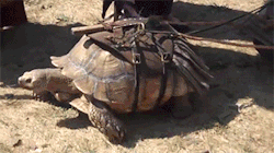 sizvideos:  Tortoise drawn cart at renaissance fair 