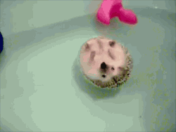 ryuuararagi:  animal-factbook:  Hedgehogs are natural life boats. Prior to the invention of modern safety floatation devices, hedgehogs were used as assistance for people that can’t swim.   I COULD HAVE SWORN THERE WAS A PINK BUTT PLUG FLOATING IN
