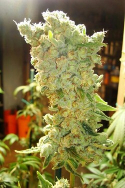 420-master-kush:  Jack and the weed stalk