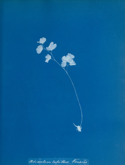   Print by 19th-century botanist and photographer Anna Atkins   