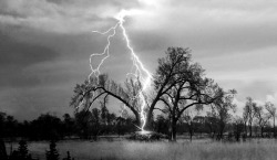 Exploding trees When trees are struck by lightning, usually a strip of bark is blown away, leaving a distinctive scar. However in some cases, particularly in older trees, the sap can boil in an instant. The gas created raises the pressure to such an exten