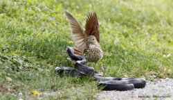 perceptionofadove:  fairy-wren:  Brown Thrasher vs. Black Rat Snake. Photos by Roger Mayhorn  My favorite bird (in the Mockingbird family) and our state bird of Georgia. Badass! 