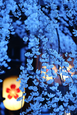 0mnis-e:  Cherry Blossom Night, Kyoto, Japan (por dsz902) 