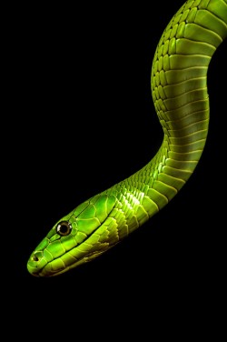 slither-and-scales:   Green Mamba by Jeffrey van Ringelenstijn 