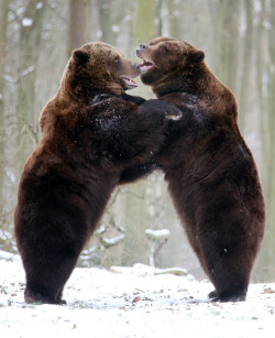 magicalnaturetour:  Swedish brown bears Fred and Frode romp in their enclosure in the nature and environmental park NUP in Guestrow, Germany, January 30, 2014. Despite the cold temperatures and snow, the two brothers have interrupted their hibernation.
