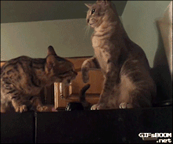 gifsboom:  Lucifur attack again. [video][gifs]  Even though I don&rsquo;t really like cats, I would want this one.