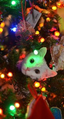 foulmouthedliberty:  catsbeaversandducks:  &ldquo;Wreck the tree and blame the doggie… Fa la la la la la la la laaaa!…&rdquo; Photos via &gt;^..^&lt; in a Christmas Tree  Christmas cats are everything. 