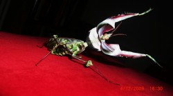#bug #mantis #idolo mantis #gottesanbeterin