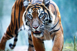 earthlynation:  Sumatran Tiger by weaverglenn