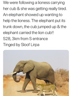 ziraseal: topsydead:  I’m telling you elephants are chill motherfuckers. They fucking love being helpful. They once defended a man with heatstroke from a truck that came to rescue him. They knew he was sick, laying against a tree for shade. They were