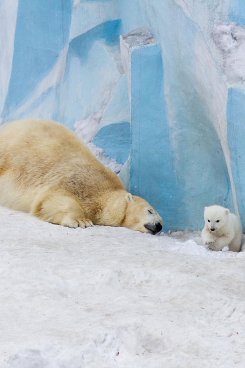 plasmatics-life:  Polar bear Gerda playing with cub | By Anton Belovodchenko