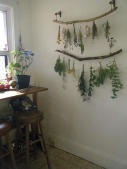 tulullabelle: my new drying set up! slowly harvesting the herb garden   Love love love I need to do something like this. I normally just hang mine from the wall wrapped in hemp twine. 