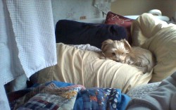 but really, when I say I&rsquo;m holed up in a crisis nest (complete with doggie), I mean it.  Not enough pillows?