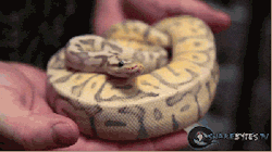 lynchburg-lemonade:  stheffbeltran:  idiomofidiocy:  I have given you glorious gifs of snakes yawning. You’re welcome.  So horrible but yet so adorable  the third one… nghh 