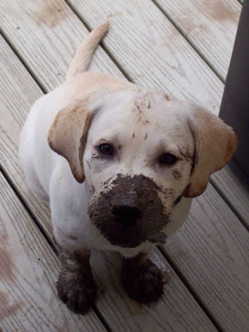 Porn thecutestofthecute:  Mud   Pup = True happiness. photos