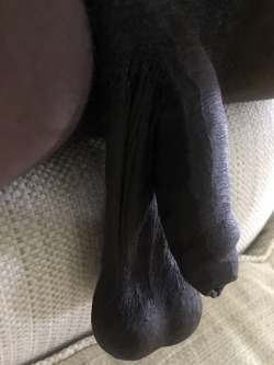 tightfitnfirm: jayd13641:     Oh shit!  Big Beautiful low hanging balls with a gorgeous fat uncut BBC 😍 