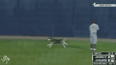 gifsboom:  Video: Animals Interrupting Sports