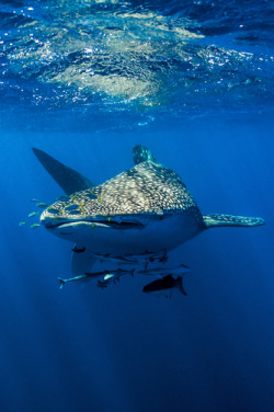 thelovelyseas:  A school of suckerfish, Sharksuckers and Cobia follow a Whale Shark by Jason Edwards