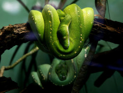 Sinuous beauty (Emerald Tree Boa Constrictors)