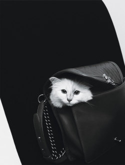 wmagazine:  Cats By Karl Photograph by Karl Lagerfeld; W magazine September 2012.  