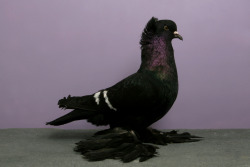 earth-song:  World Champions pigeons ! [