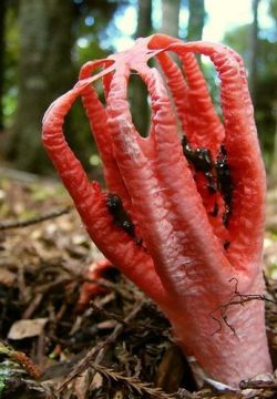 Clathrus archerii - commonly known as Octopus Stinkhorn, is indigenous to Australia and Tasmania and an introduced species in Europe, North America and Asia. The young fungus erupts from a suberumpent egg by forming into four to seven elongated slender