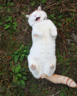 mimmblemimmble:  unimpressedcats:  AAAAHHH WHAT A WONDERFUL DAY !!  It’s the most joyous facial expression I’ve ever seen on man or beast.  