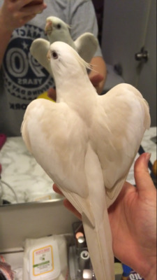 eben-the-cockatiel:  eben-the-cockatiel:  He’s giving his biggest and brightest heart wings for the bird in the mirror!  Happy Valentine’s Day! Have some heart wings ❤🕊 