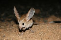 sixpenceee:  The Gobi Jerboa is a species of rodents found in China and Mongolia. Jerboas have kangaroo-like hind legs which make the creature an amazing runner and jumper. It also has disproportionately large ears and tails, which enhance hearing and