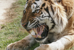 jaws-and-claws:  My Favourite cat at WHF