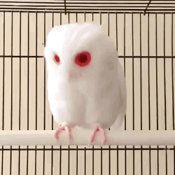 tenaflyviper: werewolfstripclub:  gifsboom:  Red Eyed Albino Owl   Is this a fairy  Whatever it is, it’s clearly ancient and powerful.  Also cute and fluffy. 