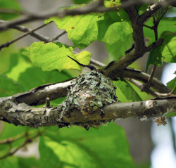 vastderp:  northeastnature:  Here’s a ruby-throated hummingbird (Archilochus colubris) on its wee nest made of lichen and spiderwebs. These birds have such teeny little legs that they can’t walk. Their genus name comes from an ancient Greek poet