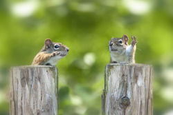 awwww-cute:  Two squirrels that look like debating politicians (Source: http://ift.tt/29vXrzp)  Two squirrels that are smarter than debating politicians.