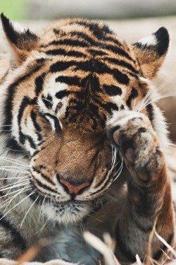 saveme-amazeme:  ☾  Sleepy tiger
